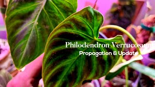 Philodendron Verrucosum Propagation amp Update Rubys Plants [upl. by Maure569]