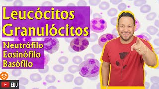 Leucócitos Granulócitos  Neutrófilo  Eosinófilo  Basófilo  Sangue  Tecido Sanguíneo [upl. by Aklam]