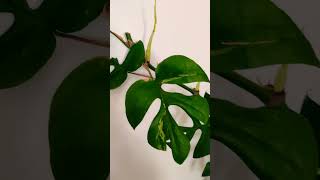 Monsteras update houseplants terrariumlove indoorplants subscribe aquarium terrariums [upl. by Parshall]