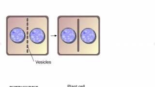 Cytokinesis in Plants and Animals [upl. by Arreip784]