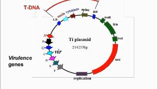 Agrobacterium Mediated Transformation [upl. by Issac]