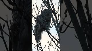 The voice of a Ural owl  Как поет длиннохвостая неясыть🦉 owl birds [upl. by Jamie447]