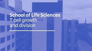 T cell growth and division audio described [upl. by Giusto402]