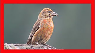 Crossbill Call Crossbill Song Crosbill Singing Crossbill Sound Crossbill Chirp Crossbill Voice [upl. by Annovy]