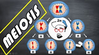 Meiosis  Life processes in Living Organisms Part 1 Class 10 SSC CBSE [upl. by Michaela]