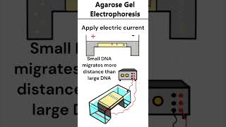 Agarose Gel Electrophoresis electrophoresis dna [upl. by Justinian467]