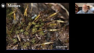 Bryophytes Module 3 How to identify mosses [upl. by Piscatelli126]