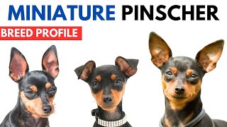 Miniature Pinscher Breed Profile History  Price  Traits  Mini Pin Grooming Needs  Lifespan [upl. by Henrie9]