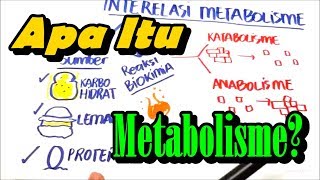 Apa itu Metabolisme  Anabolisme dan Katabolisme [upl. by Nanreit]