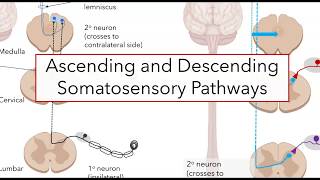 Spinal somatosensory pathways [upl. by Anaitak]