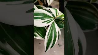 Beautiful Costus plant shortvideo youtube gardern [upl. by Ahsaten]