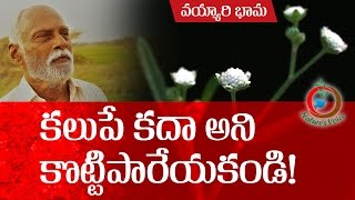 Natural Farming  Beneficial aspects of Parthenium hysterophorusవయ్యారిభామ ఉపయోగాలు [upl. by Undry]