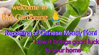 How to Care amp repot for Chinese Money PlantLowMaintenance Indoor PlantPilea peperomioidestrending [upl. by Uzial]