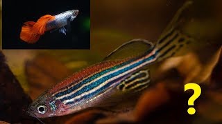 Can zebrafish and guppies live together can guppy and glofish zebra danio share the same fish tank [upl. by Tihor268]