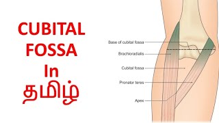 Cubital Fossa In Tamil  Cubital Fossa Anatomy in Tamil [upl. by Cadel35]