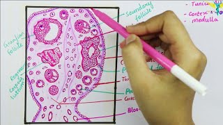 Histology of Ovary [upl. by Worlock]