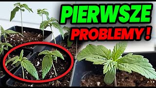 VLOG 10 Pierwsze problemy Drugi tydzień fazy wzrostu  rośliny się położyły  Marihuana THC CBD [upl. by Tonnie]