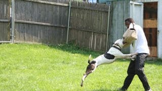 Dogs Training Pitbull to attacking [upl. by Cuthbert]