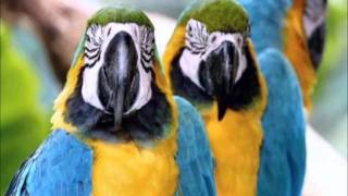 YellowNaped Amazon Parrots Talking like an Old Married Couple [upl. by Eramat626]