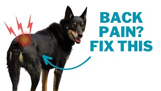 Low Back Pain in Dogs  How to Release the Psoas Muscle [upl. by Pinzler]