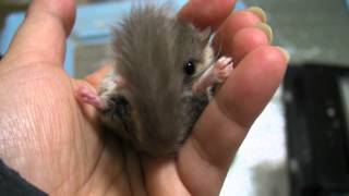 ぱっかり African Pygmy Dormice [upl. by Sandi796]