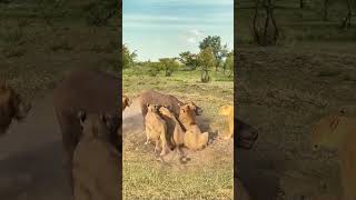 Bison vs lion animal strength contest wild animals up close confusing animal behavior [upl. by Culver]