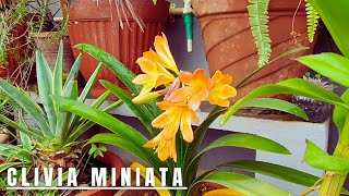 Plant Showcase  Clivia Miniata  Bush Lily [upl. by Panthea]