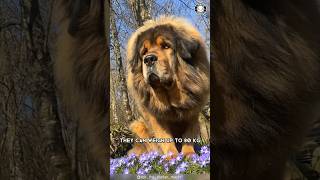 Tibetan Mastiff 🐶 The King Of Fluffy Giants [upl. by Nason]