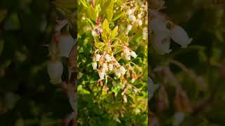 Flores de Madroño [upl. by Ennayllek]