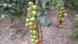 Forma correcta de podar una tomatera [upl. by Martens]