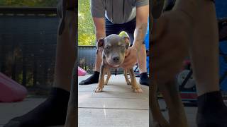 Standard American bully dog puppy americanbreed bulldog dogbreed pitbull standard shorts [upl. by Brechtel]