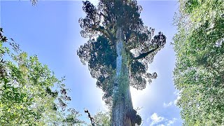 Oldest Tree  Alerce Andino National Park  Chile [upl. by Josh]