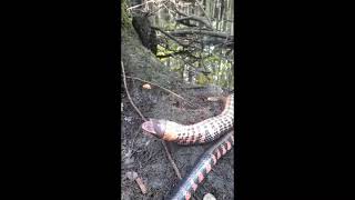 A secretive mud snake swallows a huge salamander twotoed amphiuma [upl. by Rebm603]