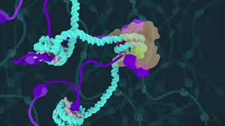 Centromeric Chromatin Transition at Mitotic Onset Curr Biol July 25 2019 Vol 29 Issue 16 [upl. by Zobkiw]