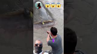 AMAZING  Strike Giant Catfish fishing [upl. by Allemaj]