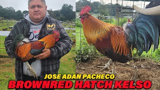 Brownred Hatch Kelso Lacy Roundhead Rancho El Amarillo  Jose Adan Pacheco  Cocoyoc Morelos [upl. by Marty]