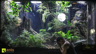 A Major Crisis Hit My Giant Rainforest Vivarium and I Have to Go Away [upl. by Octavian]