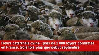 Fièvre catarrhale ovine  près de 2 000 foyers confirmés en France [upl. by Mikaela]