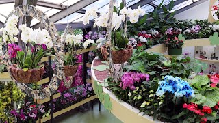 Orchid show in Beatrix pavilion  Keukenhof 2022  4K [upl. by Nekciv]