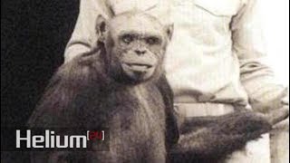 Científico afirma que la historia del Humanzee un híbrido humanochimpancé es cierta [upl. by Colner]