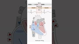 Heart Systole amp Diastole Animation Cardiac Cycle medicalstudent nursing heart mbbs [upl. by Calica]