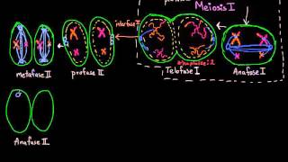 mitosis fases explicadas [upl. by Ecnadnak]