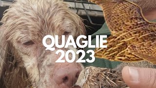 Caccia alle quaglie 2023 con i Setter  quail caza [upl. by Atteuqihc305]