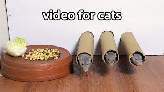 Cat Tv 🐭Rat Video for Cats to Watch🐭Cat Games🐭 [upl. by Torres]