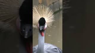 Black Crownedcrane\黑冠鶴 birds [upl. by Ravel]