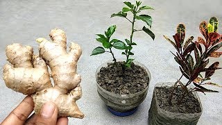 How to use ginger as natural pesticide  Remove mealybugs from plants [upl. by Yelyah]