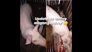 update sa aming alagang baboy 🙄😒 [upl. by Dibbrun]