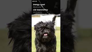 Affenpinscher Dogs 101 shorts dogbreeds affenpinscher [upl. by Mcdade704]