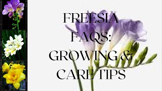 Freesia FAQs Growing amp Care Tips [upl. by Enetsirk431]