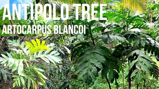 Antipolo Tree Artocarpus blancoi Philippine Native Trees [upl. by Arahk]